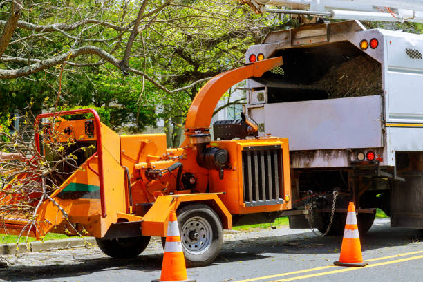 Best Stump Grinding and Removal  in Iota, LA